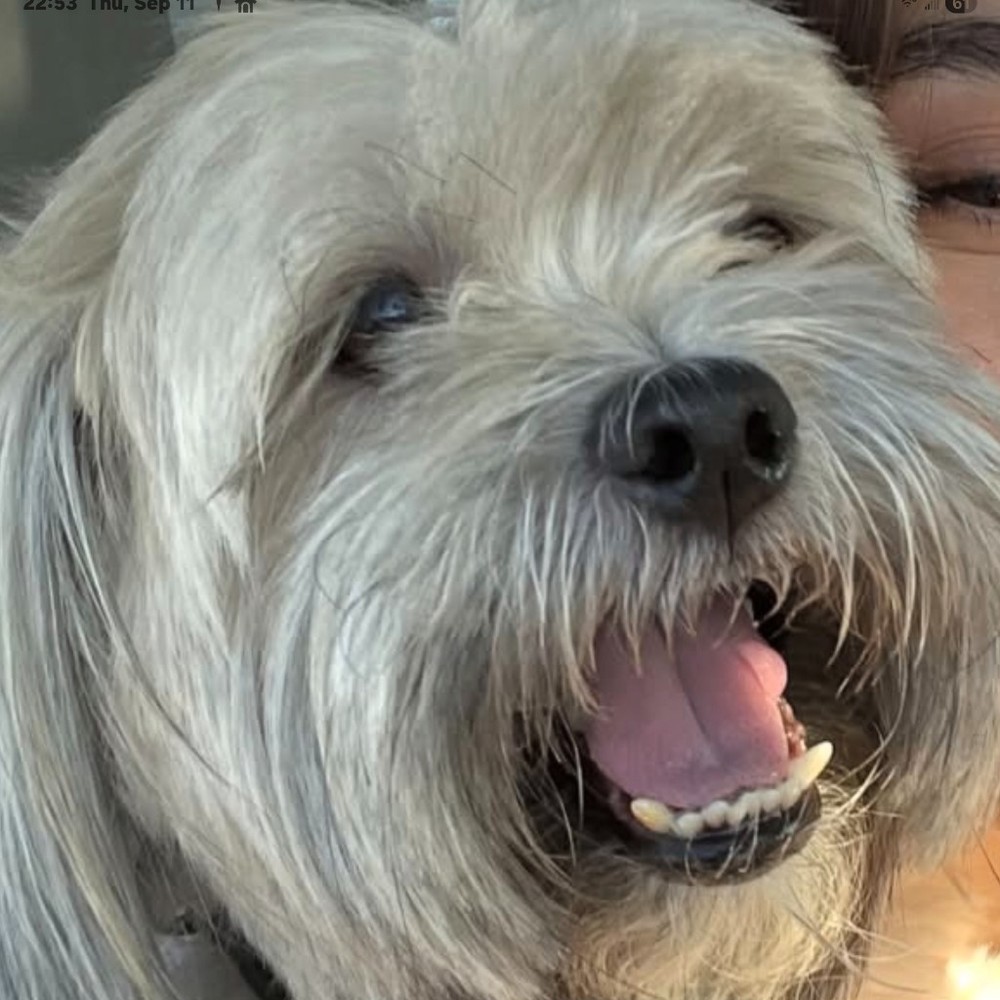 Meet your Posher, Henry